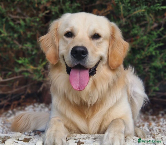 Golden Retriever dogs - Advert 4