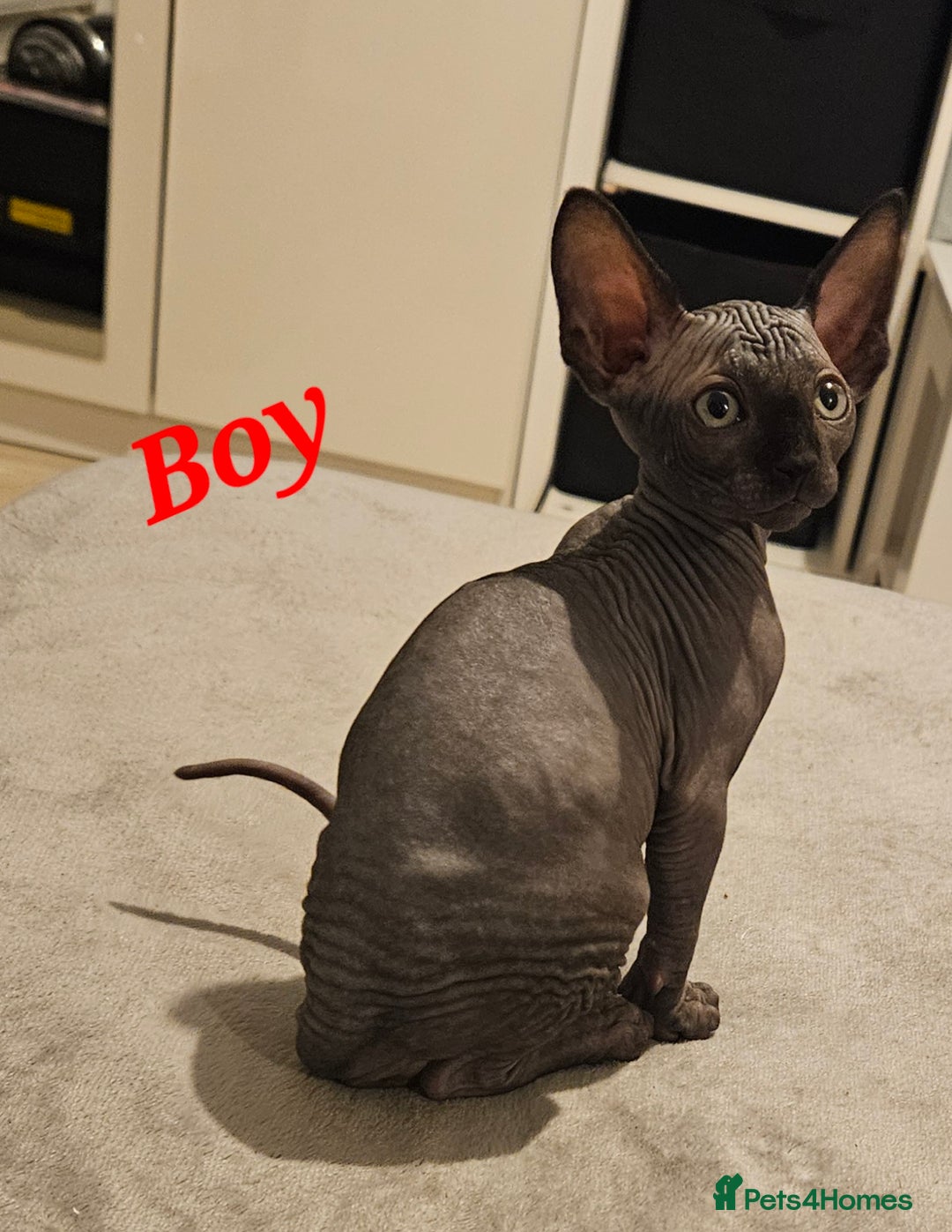 Sphynx cats for sale: Beautiful sphynx kittens - Advert 2