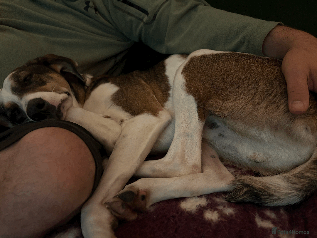 Mixed Breed dogs for sale: Sweet boy Hudson looking for his family  - Advert 6