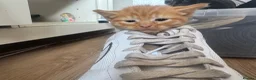 Domestic Shorthair cats for sale: Ginger girl/boy Black girl/boy kittens for sale  in Loughborough - Advert 34