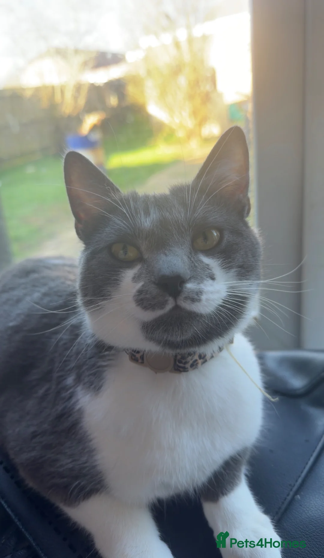 Mixed Breed cats for sale: 2 beautiful kittens left  in Sevenoaks - Advert 1