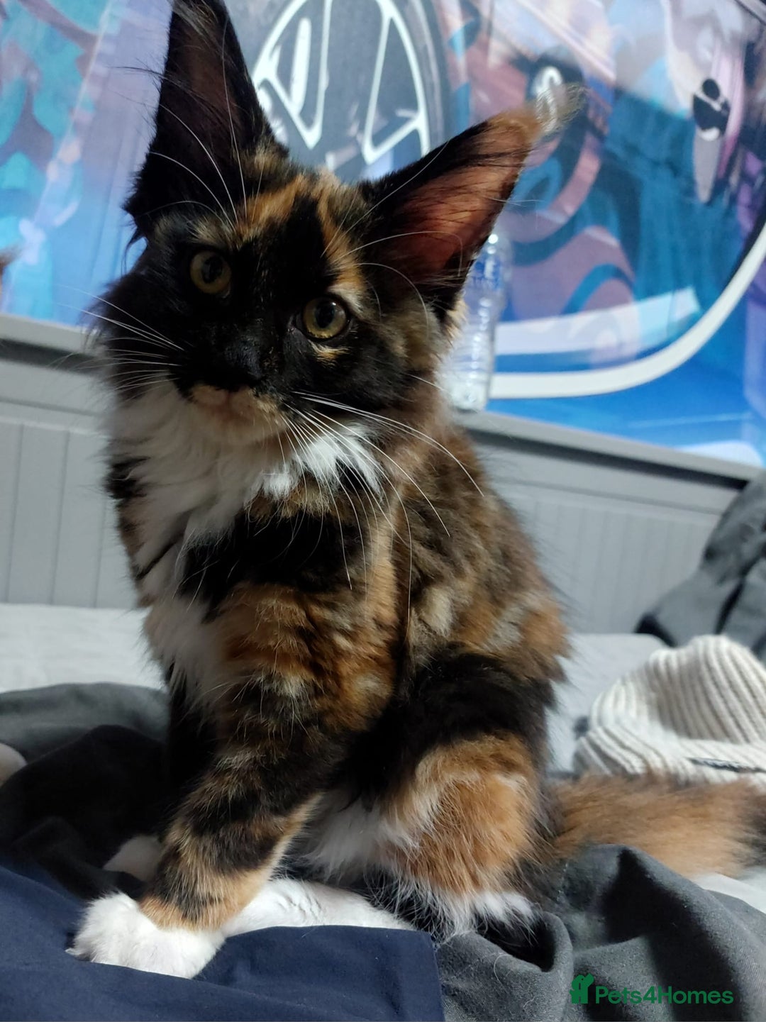 Maine Coon cats for stud: Active Tica duel Gccf Maine Coons in Grantham - Image 27