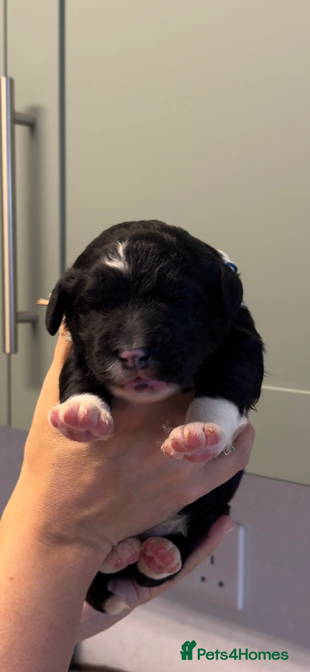 Bernedoodle dogs for sale: FI health tested Bernedoodles  - Advert 2