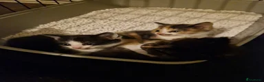Mixed Breed Kitten 1