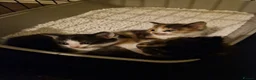 Mixed Breed cats for sale: Kittens - Advert 8