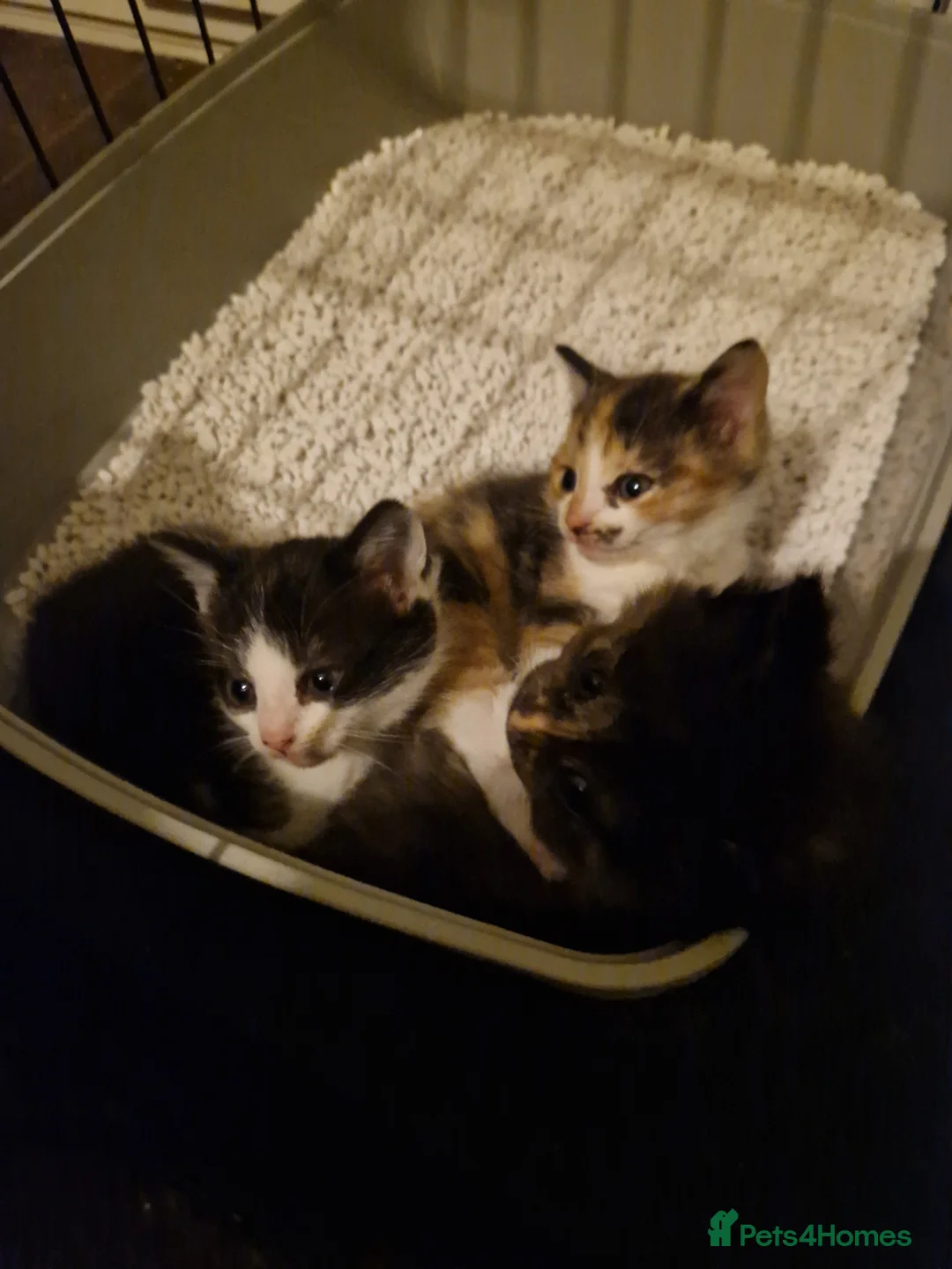Mixed Breed cats for sale: Kittens - Advert 8