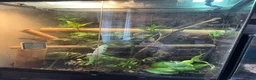 Gecko reptiles for sale: Day gecko - tank/ accessories included  in Liverpool - Advert 3