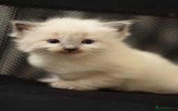 Ragdoll cats for sale: Chunky Ragdoll kittens  - Image 7