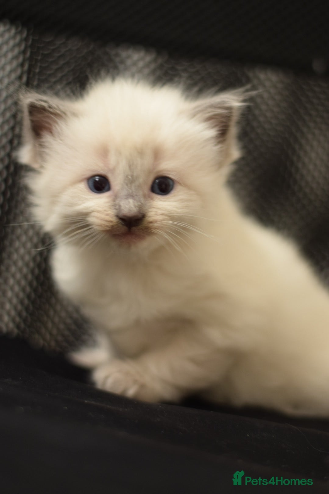 Ragdoll cats for sale: Chunky Ragdoll kittens  - Image 7