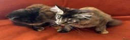 Maine Coon cats for sale: ONLY 2 LEFT GCCF PEDIGREE MAINECOON KITTENS - Advert 5