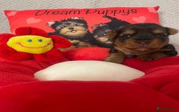 Yorkshire Terrier dogs for sale: Beautiful 2 Girls Yorkshire Terrier Pedigree  - Advert 13