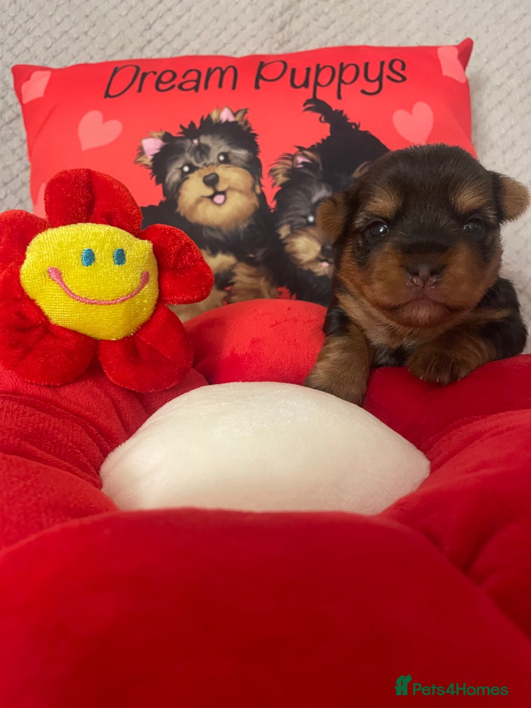 Yorkshire Terrier dogs for sale: Beautiful 2 Girls Yorkshire Terrier Pedigree  - Advert 13