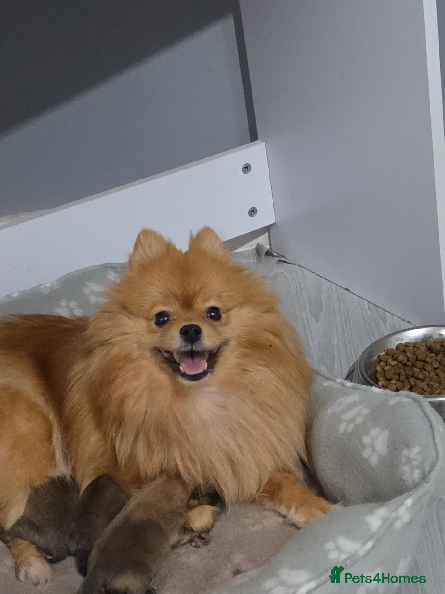 Pomeranian dogs for sale: 🐶 Beautiful Pomeranian Puppies Ready December - Advert 3