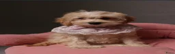 Cockapoo dogs for sale: American Cockapoo girl F1, 6 months old - Advert 7