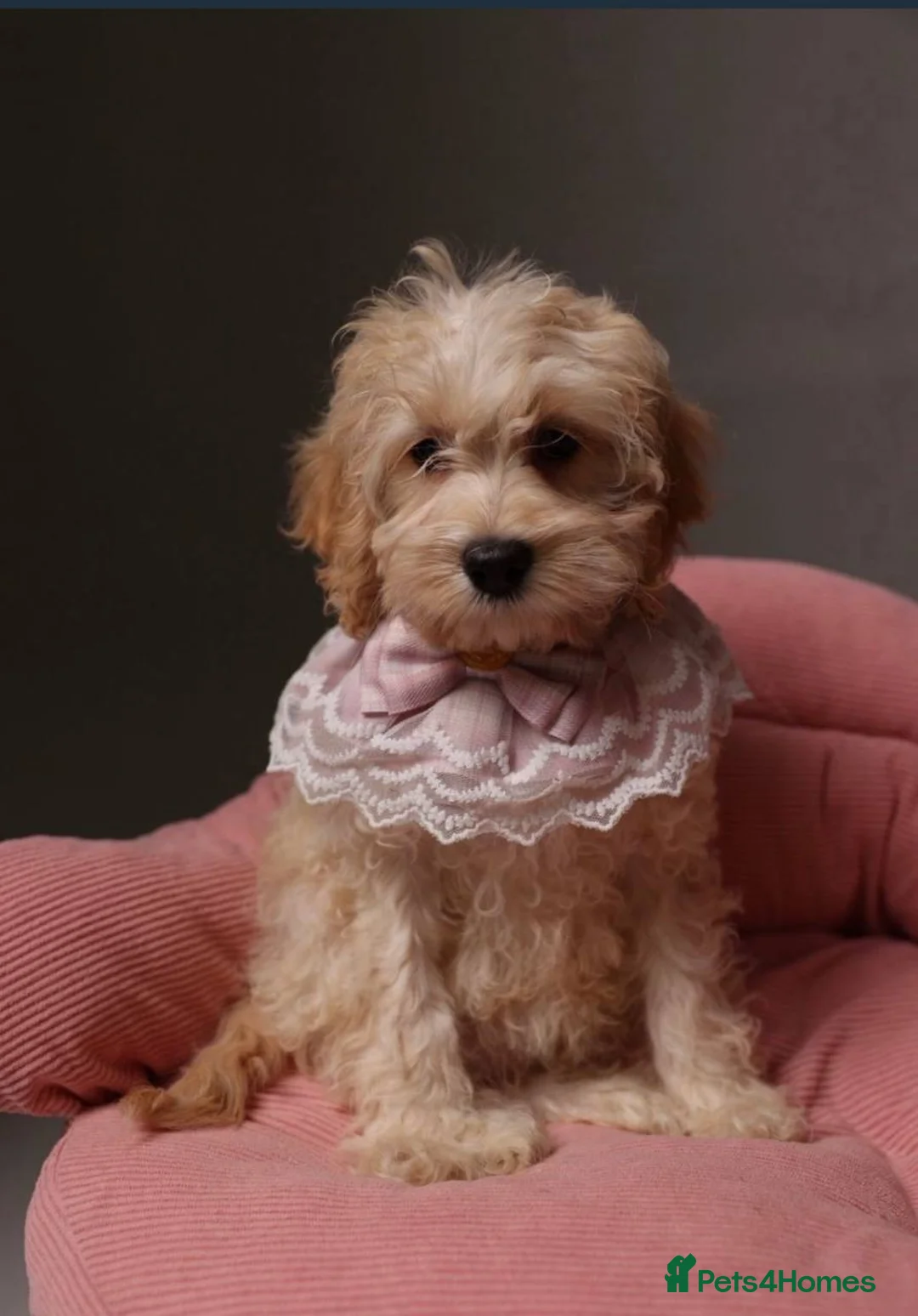 Cockapoo dogs for sale: American Cockapoo girl F1, 6 months old - Advert 7