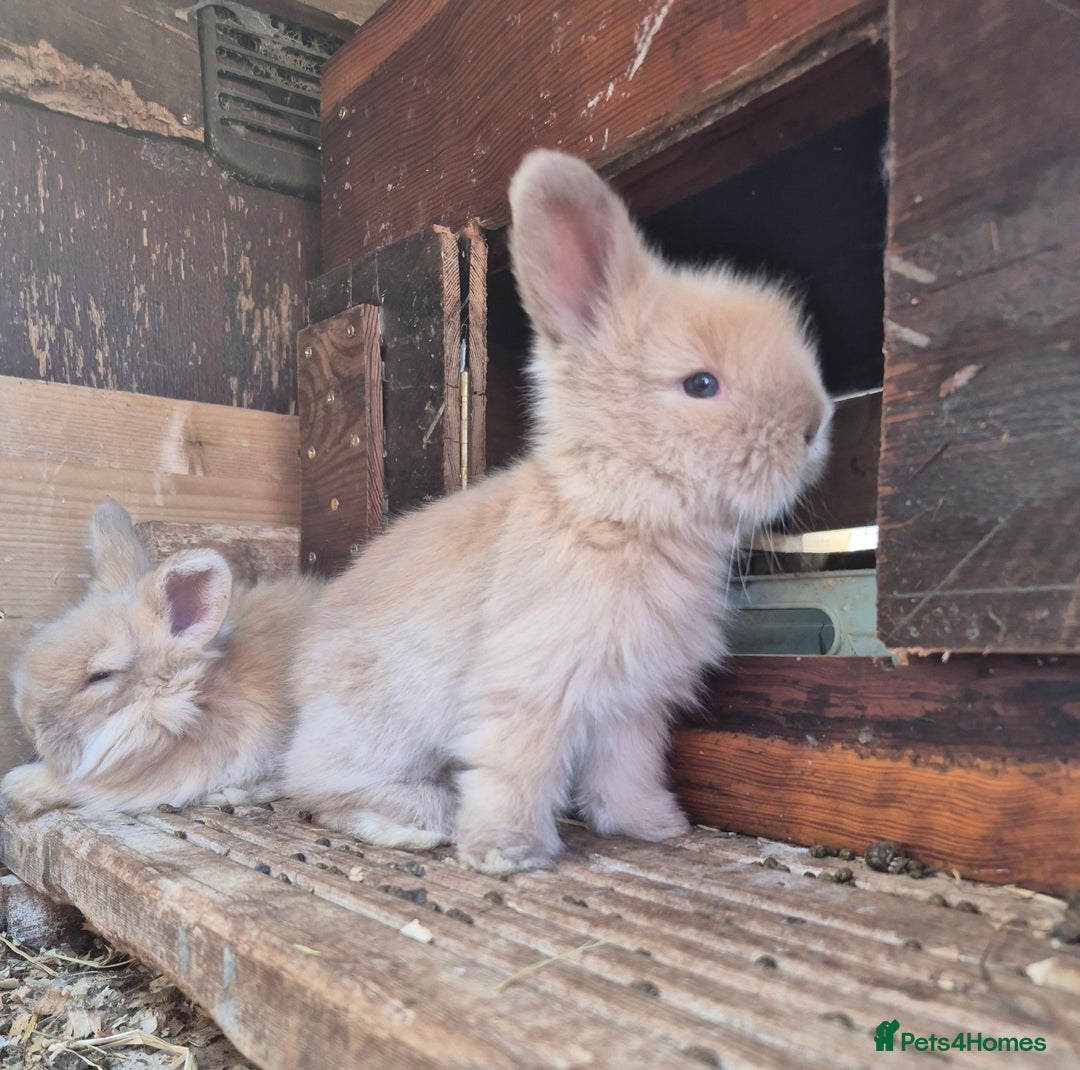 Angora rabbits for sale: Gorgeous Pedigree Full Faced Angora  - Image 16