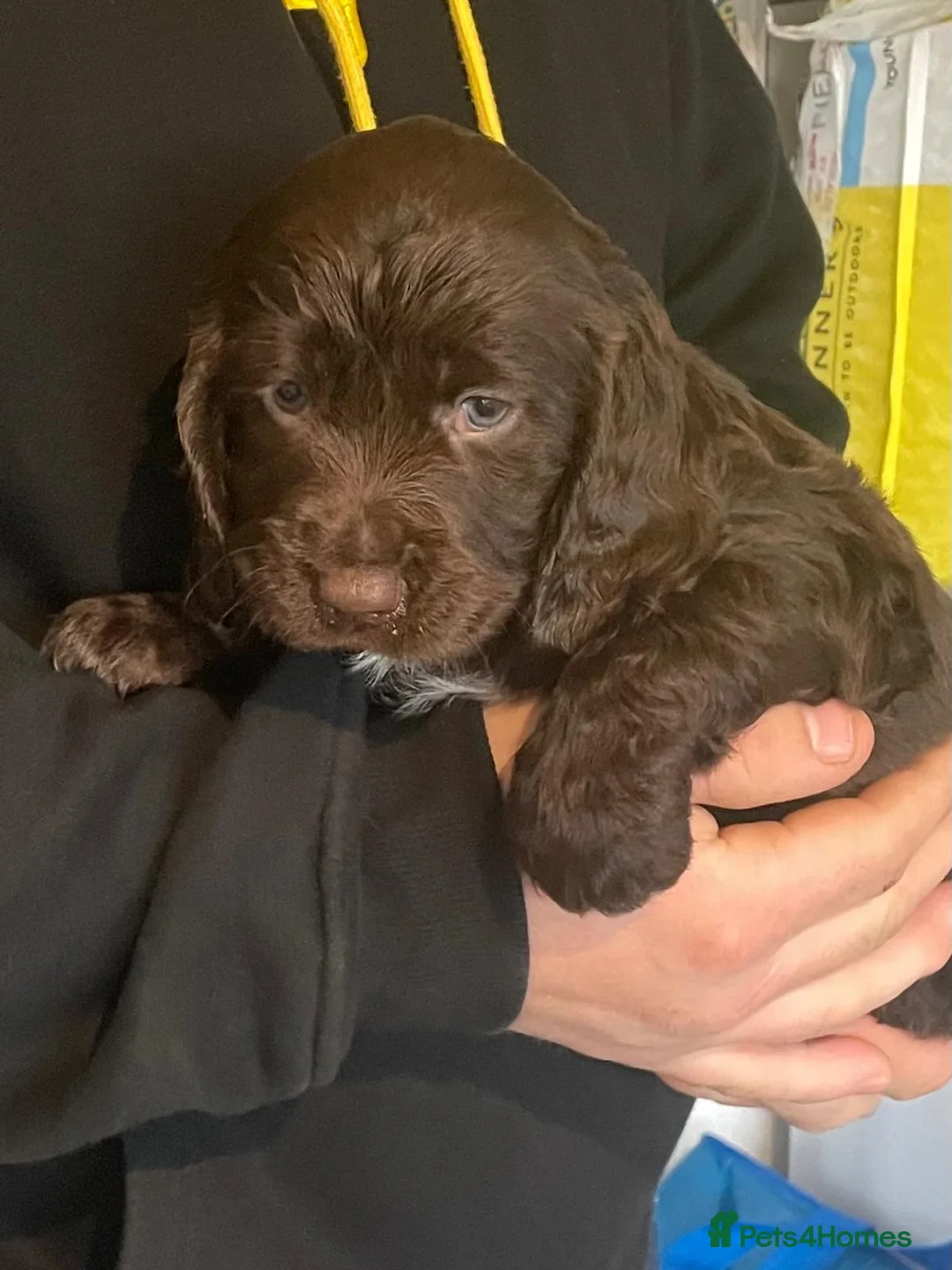 Sprocker dogs for sale: A beautiful litter docked Sprocker Spaniel puppies - Advert 3