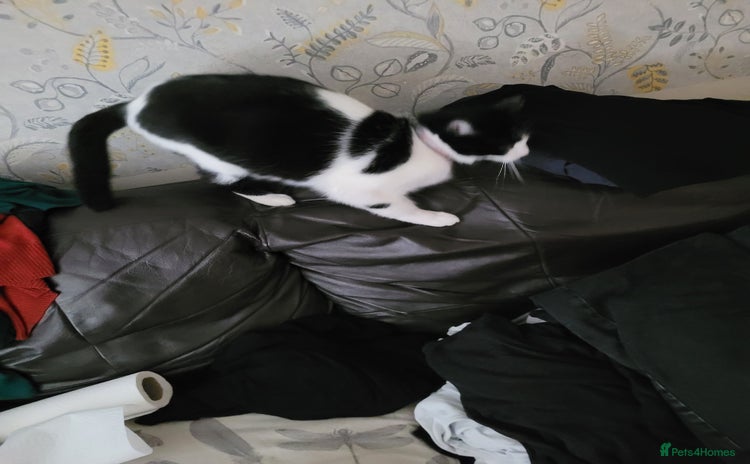 British Shorthair cats Gucci female - Advert 1