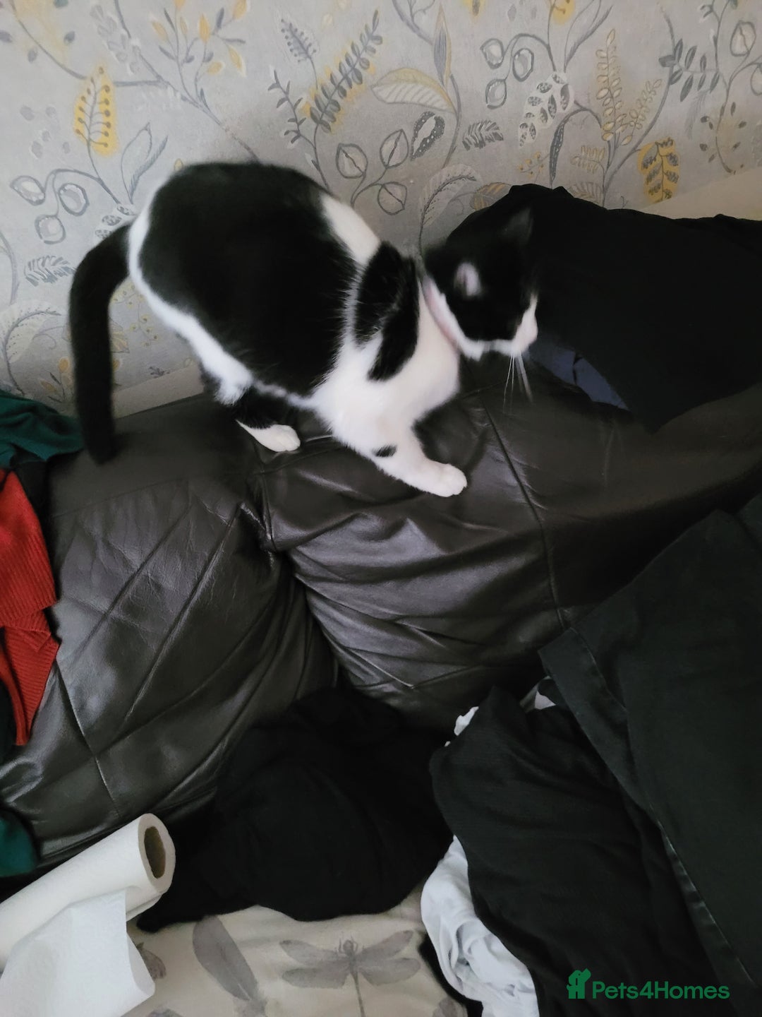 British Shorthair cats for sale: Gucci female - Advert 1