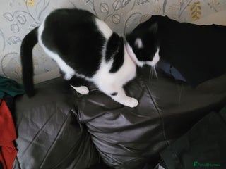 British Shorthair cats Gucci female - Advert 3