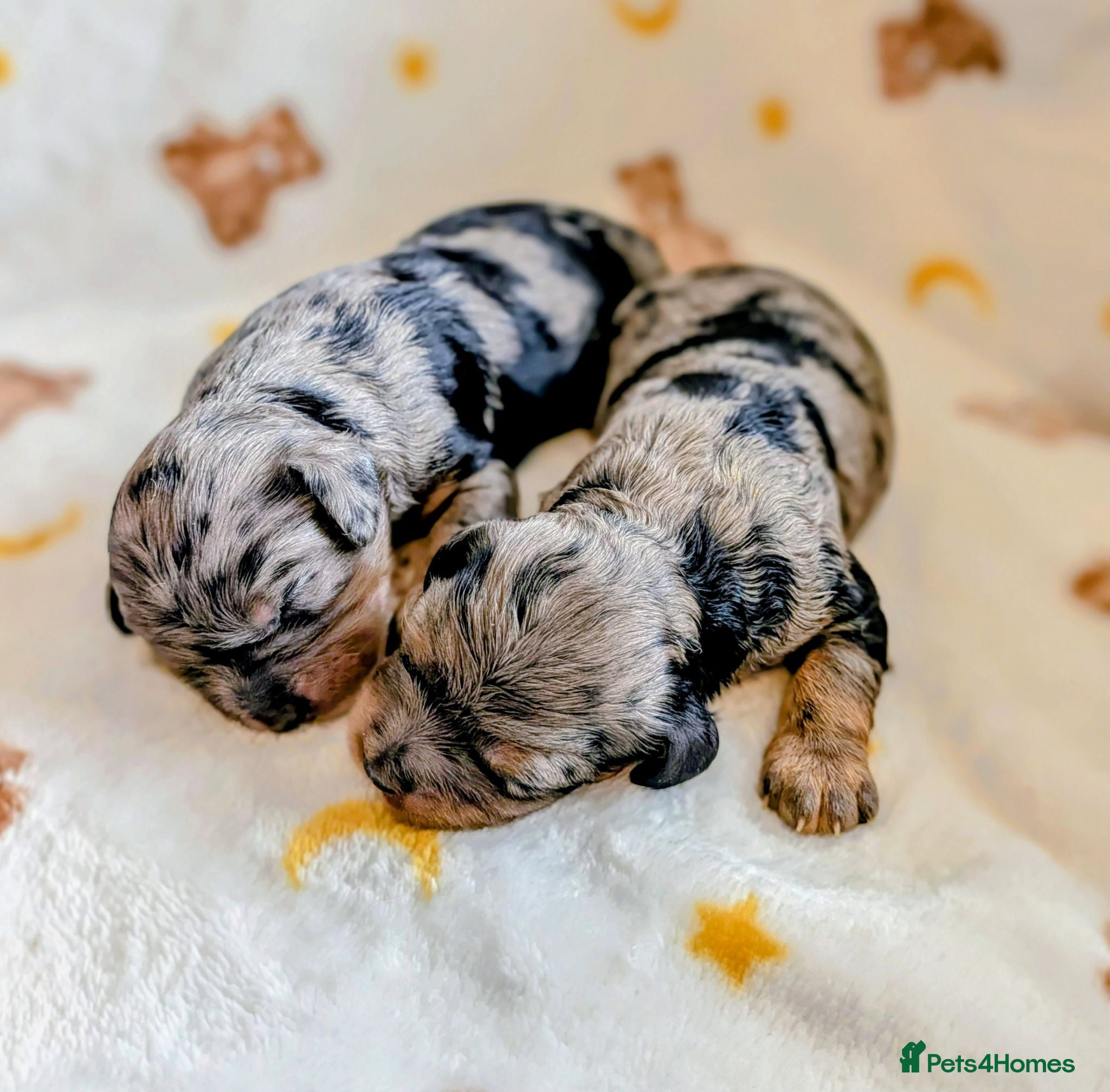 Cavapoo dogs Girls and Boys available! - Merle Cavapoo's - Advert 1