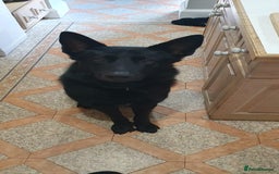 Mixed Breed dogs for sale: Looking to rehome our Gorgeous Boy - Image 1