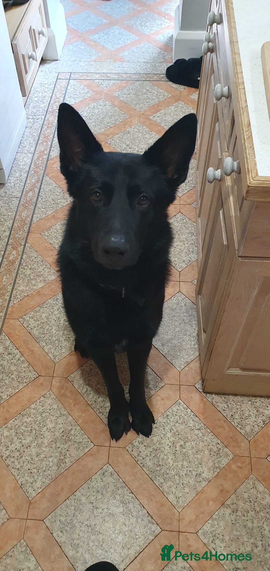 Mixed Breed dogs for sale: Looking to rehome our Gorgeous Boy - Image 1