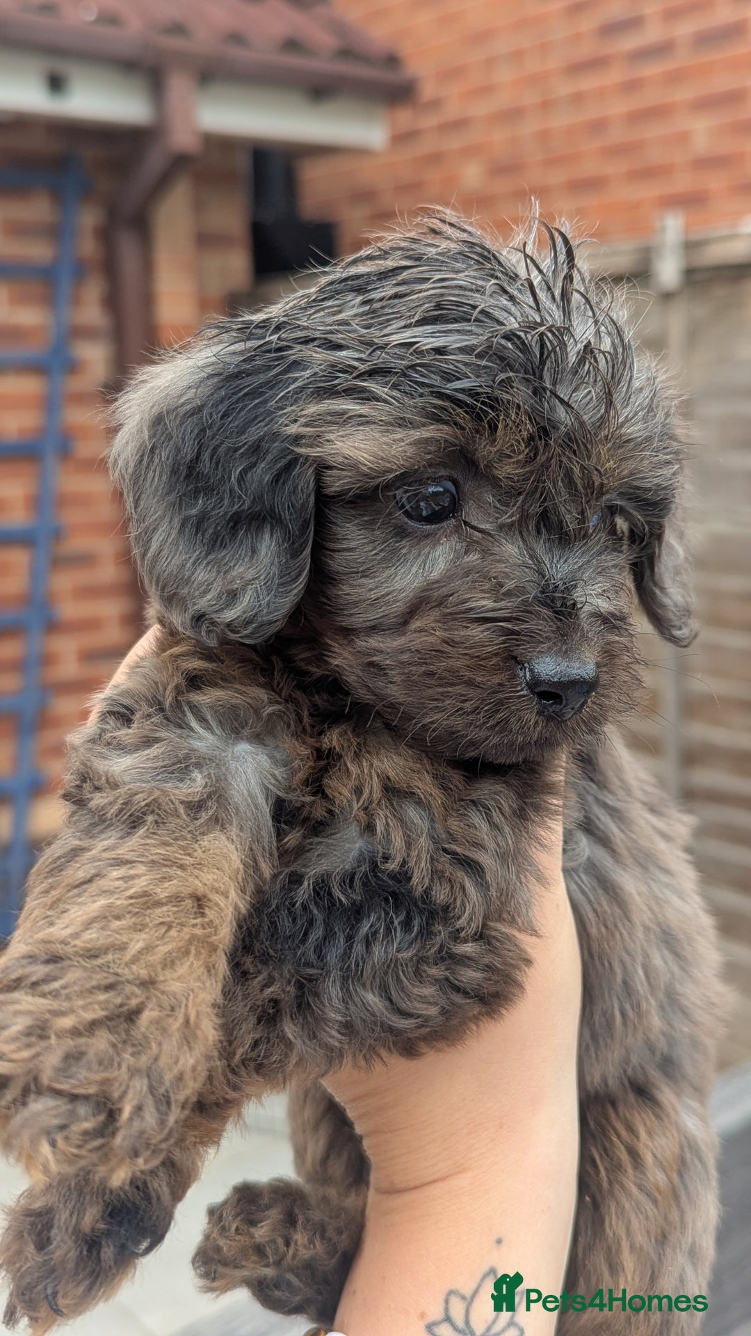 Cockapoo dogs for sale: Cockapoo Puppies (TOY) - Image 4