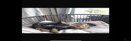 Bengal cats for sale: Bengal x tabby  in Romford - Advert 2