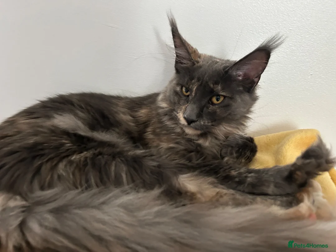 Maine Coon cats for sale: Maine Coon Kittens – 4 Available !!! - Advert 1