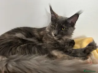 Maine Coon cats Maine Coon Kittens – 4 Available !!! - Advert 2