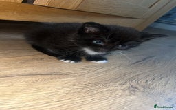 Mixed Breed cats for sale: 2 X Kittens for sale - Image 4