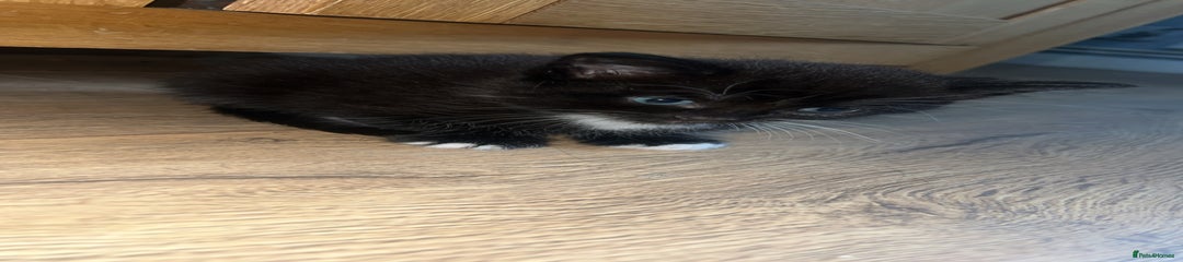 Mixed Breed Kitten 1