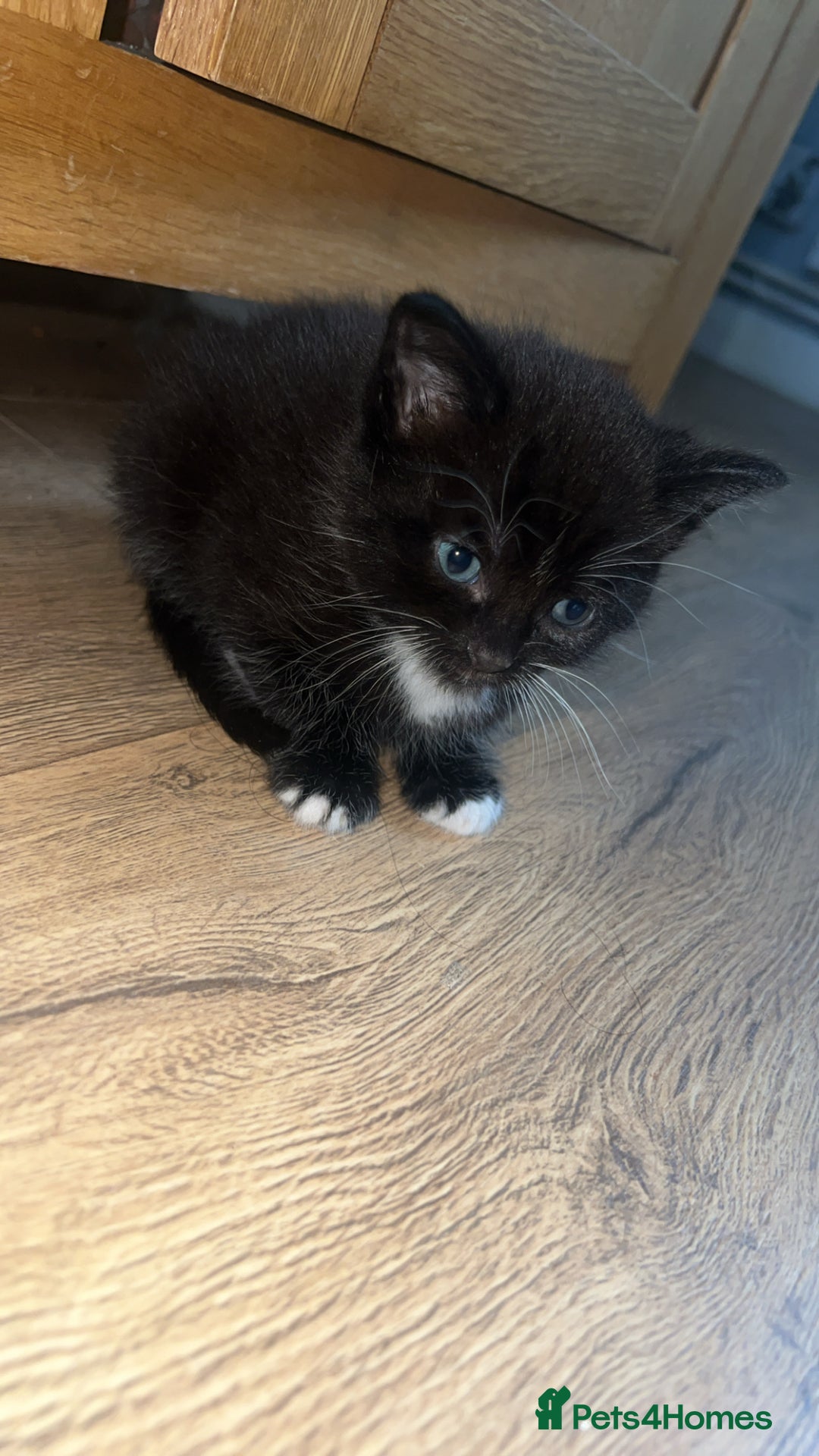 Mixed Breed cats for sale: 2 X Kittens for sale - Image 4