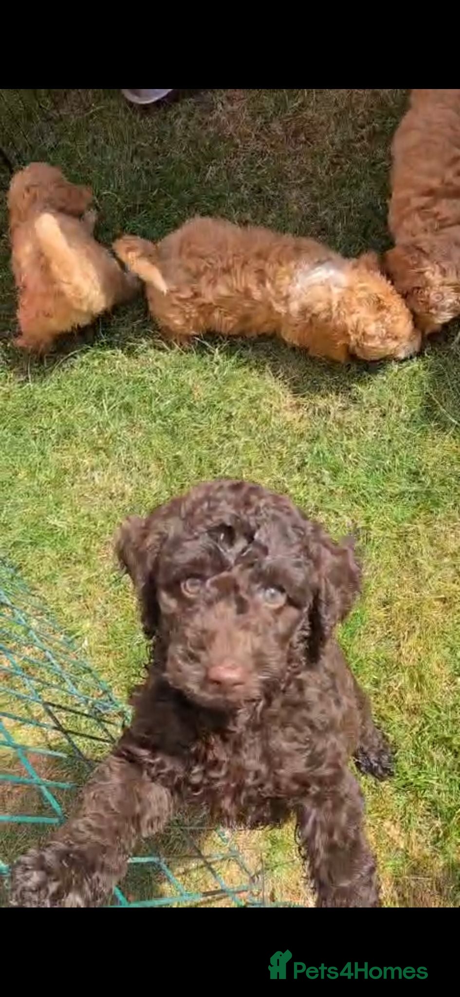 Sproodle dogs Beautiful F1B Sproodles!  - Advert 5