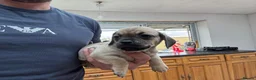 Mixed Breed dogs for sale: Stunning pug x dachshund  in Liskeard - Advert 27