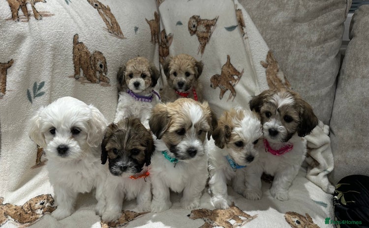 Mixed Breed dogs - Advert 1