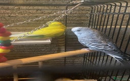 Budgerigars birds for sale: 11 budgies and 1 cocktails  - Image 14