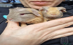 Guinea Pig rodents for sale: Two bond brothers / will ready end of oct  - Image 1