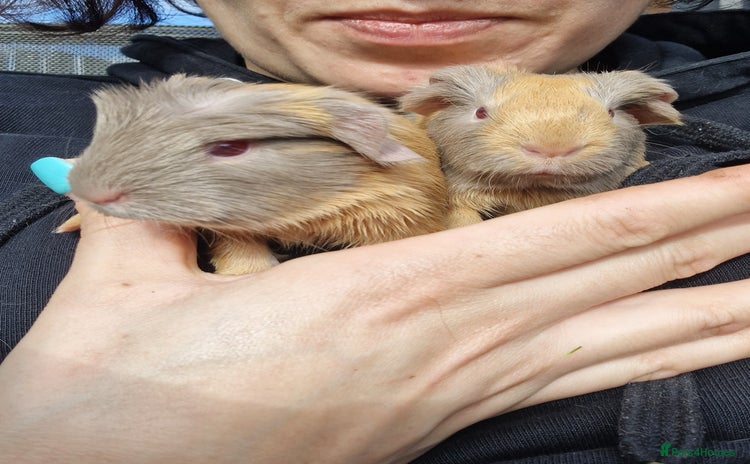 Guinea Pig rodents - Advert 6