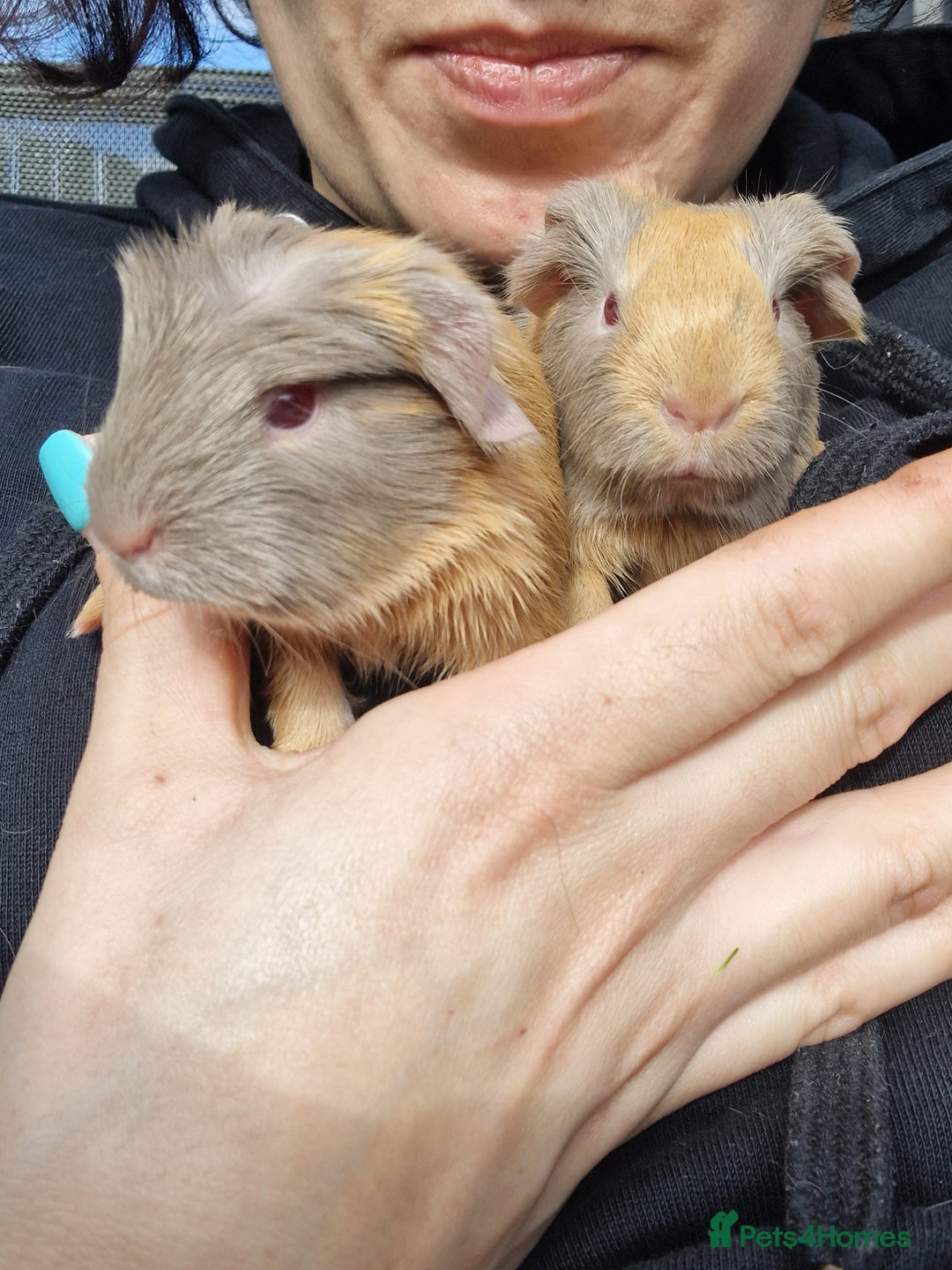 Guinea Pig rodents for sale: Two bond brothers / will ready end of oct  - Image 1