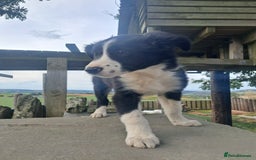 Border Collie dogs for sale: Lovely Border Collie Puppies For Sale - Image 5