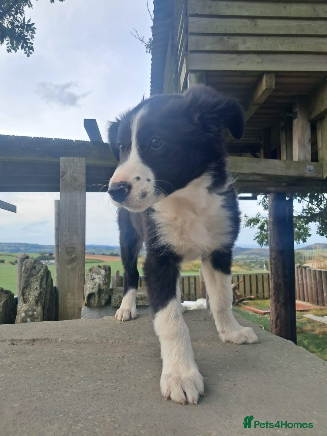 Border Collie dogs for sale: Lovely Border Collie Puppies For Sale - Image 5