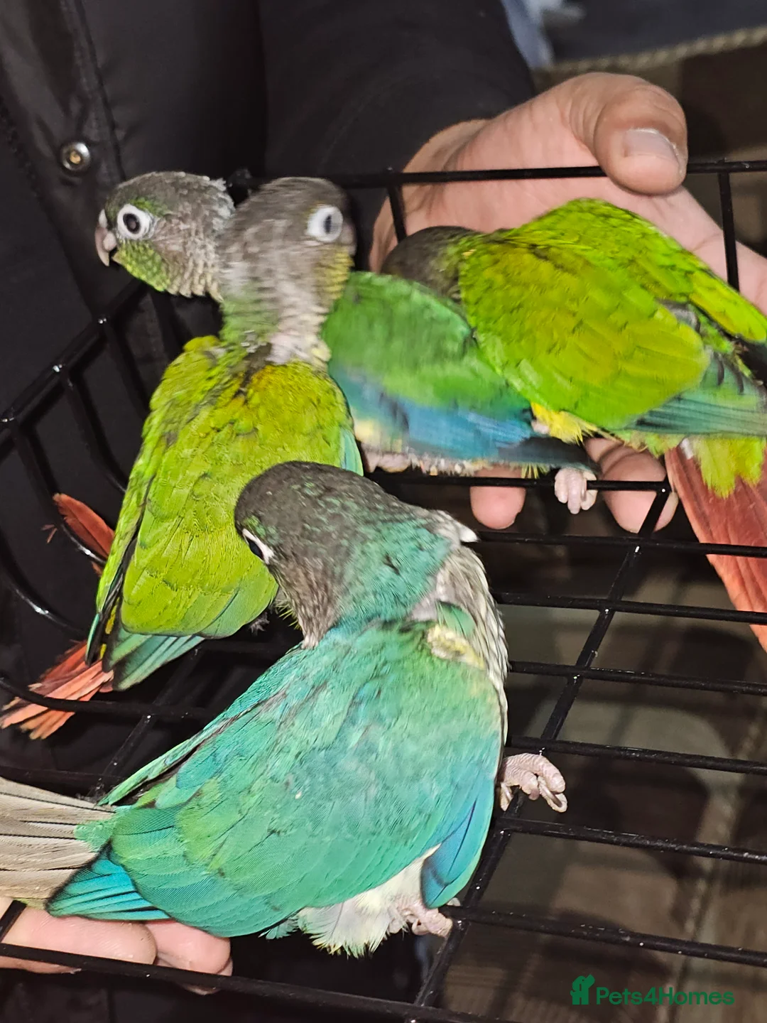 Conures birds for sale: Green cheek conuere in Birmingham - Advert 10
