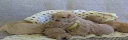 Poochon dogs for sale: F1 Poochon Puppies - Advert 12