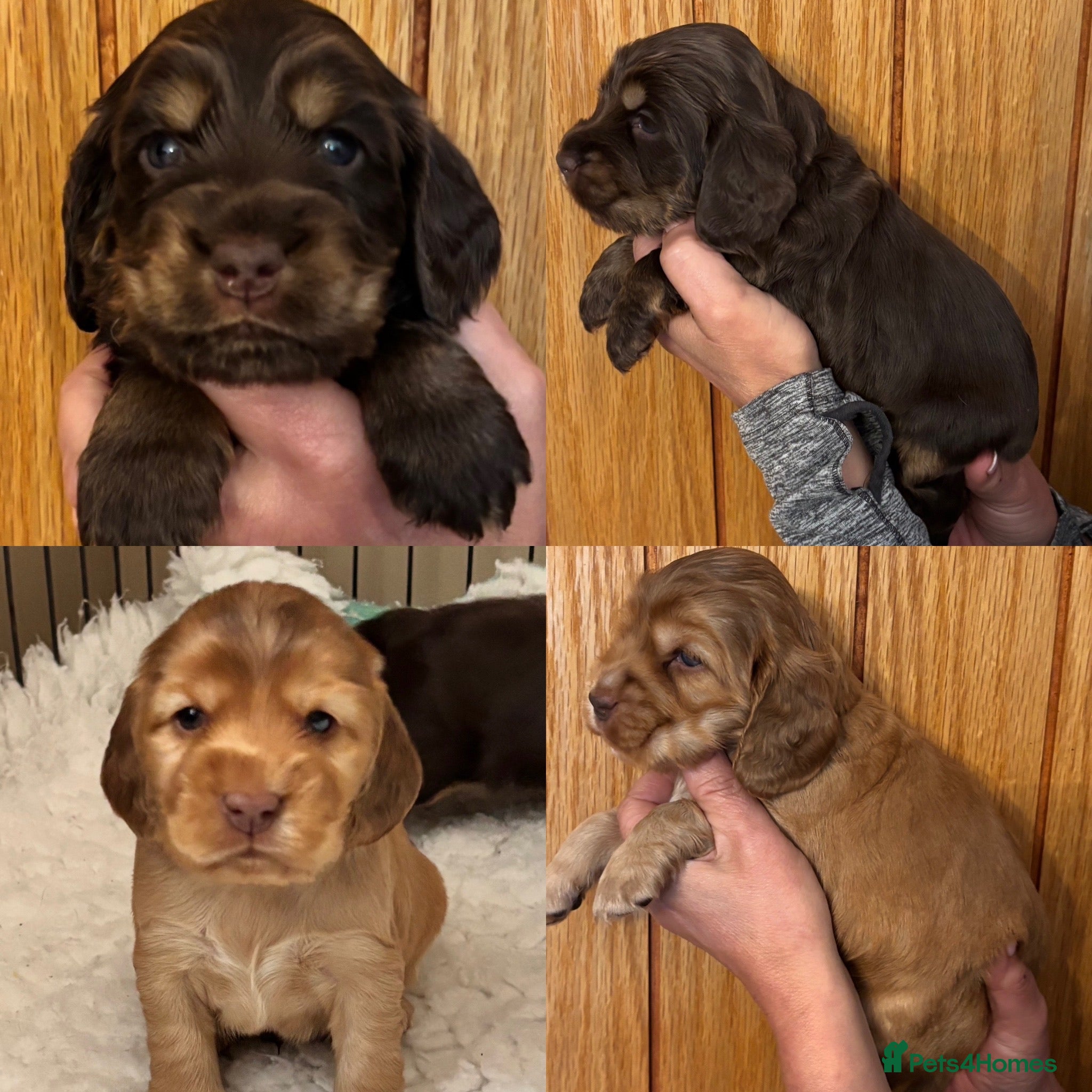 Cocker Spaniel dogs Outstanding Show cocker spaniels 4th generation - Advert 6