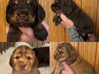 Cocker Spaniel dogs Outstanding Show cocker spaniels 4th generation - Advert 6