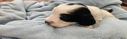Cocker Spaniel dogs for sale: Beautiful Blue roan cocker spaniels for sale - Advert 19
