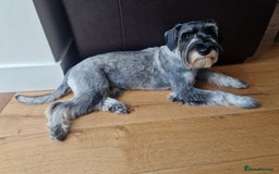Schnauzer dogs for sale: SOLD - 14mo female P/S Standard Schnauzer - Advert 8