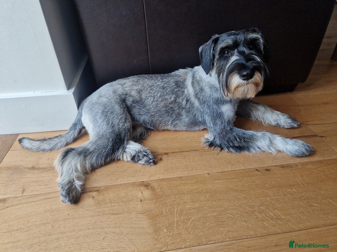 Schnauzer dogs for sale: SOLD - 14mo female P/S Standard Schnauzer - Advert 8